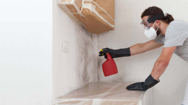Professional Basement Mold Removal technician working in Wayland, MI