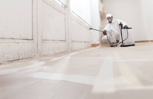 24/7 Emergency Basement Mold Removal experts in Wayland, MI