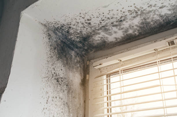 Affordable Basement Mold Removal solutions in Wayland, MI