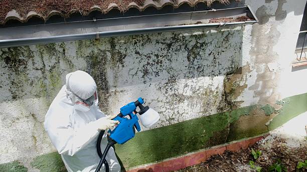 Top rated local Basement Mold Removal specialists in Wayland, MI